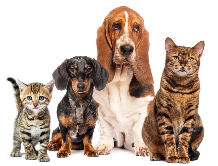 cats and dogs, sitting together isolated on white