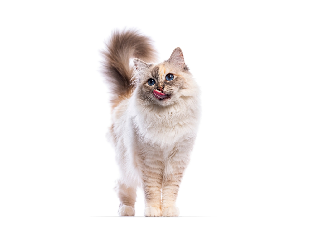 Adorable,Birman,Cat,Licking,Its,Nose,,Isolated,On,A,White