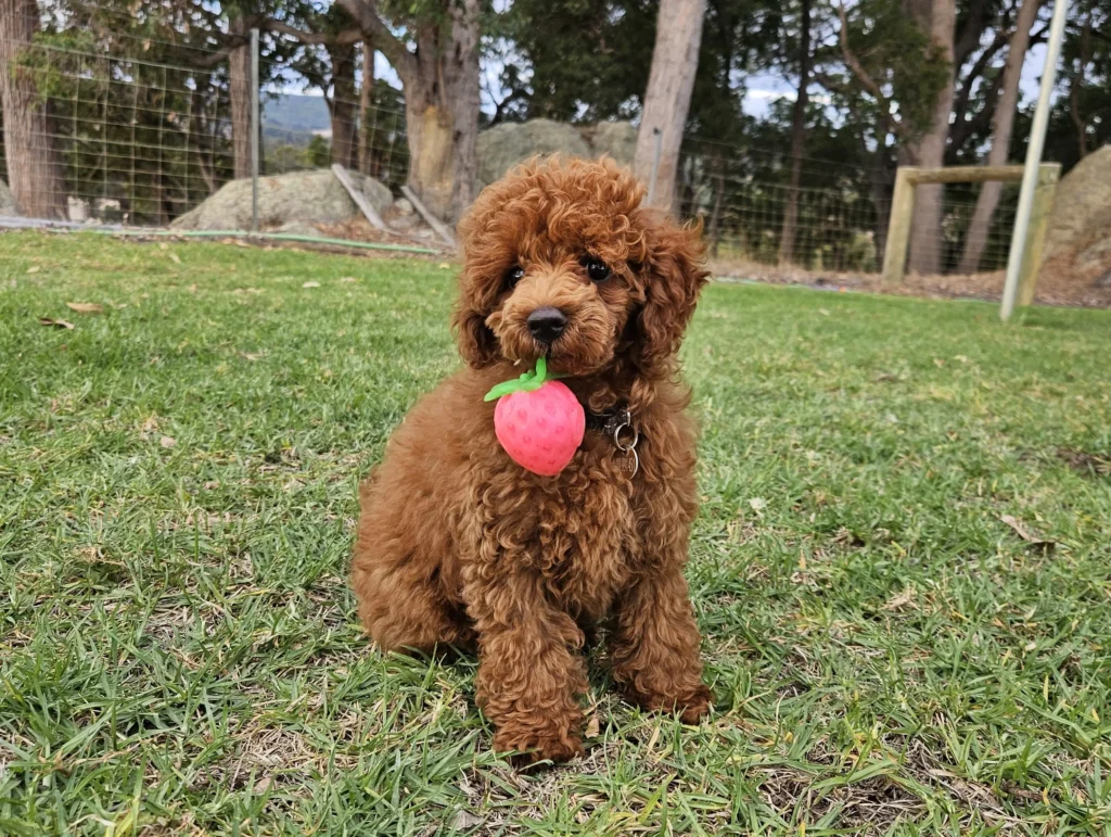 Greg holding a strawberry on the farm