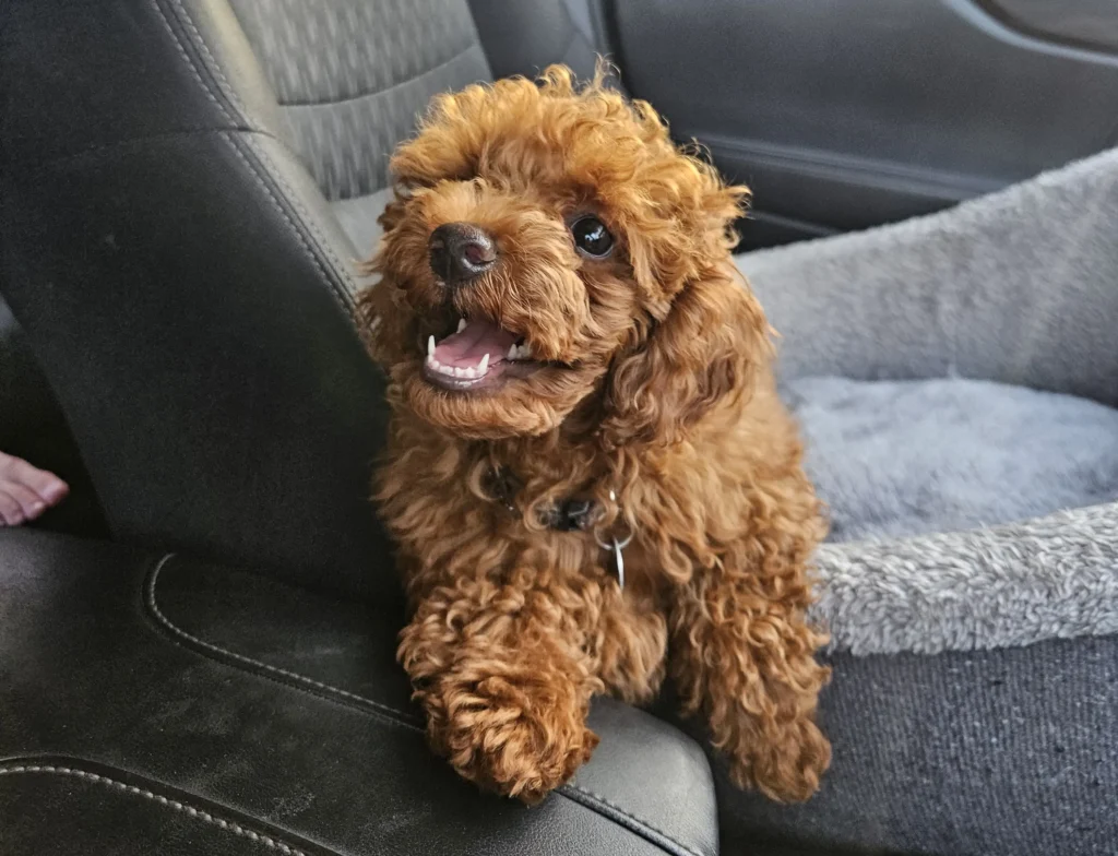 Greg is happy in the car