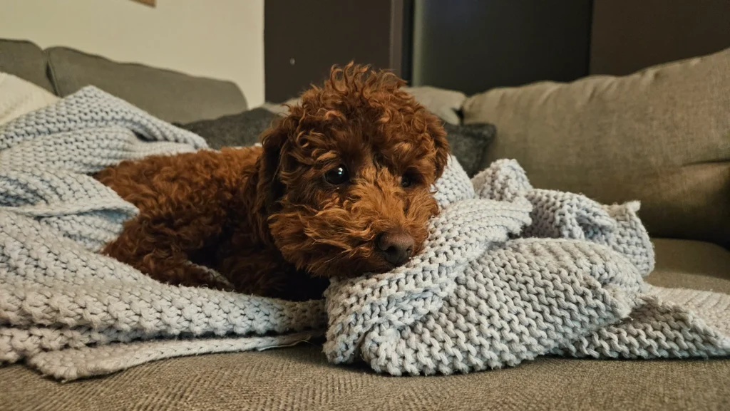 Greg on a blanket looking concerned