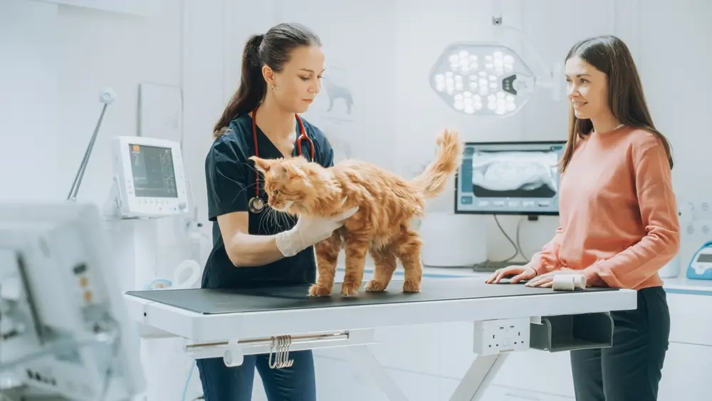 Modern vet clinic a cat being examined