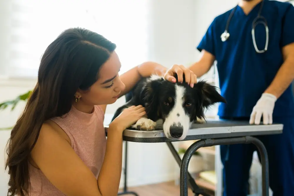 Vet Euthanasia Older Dog