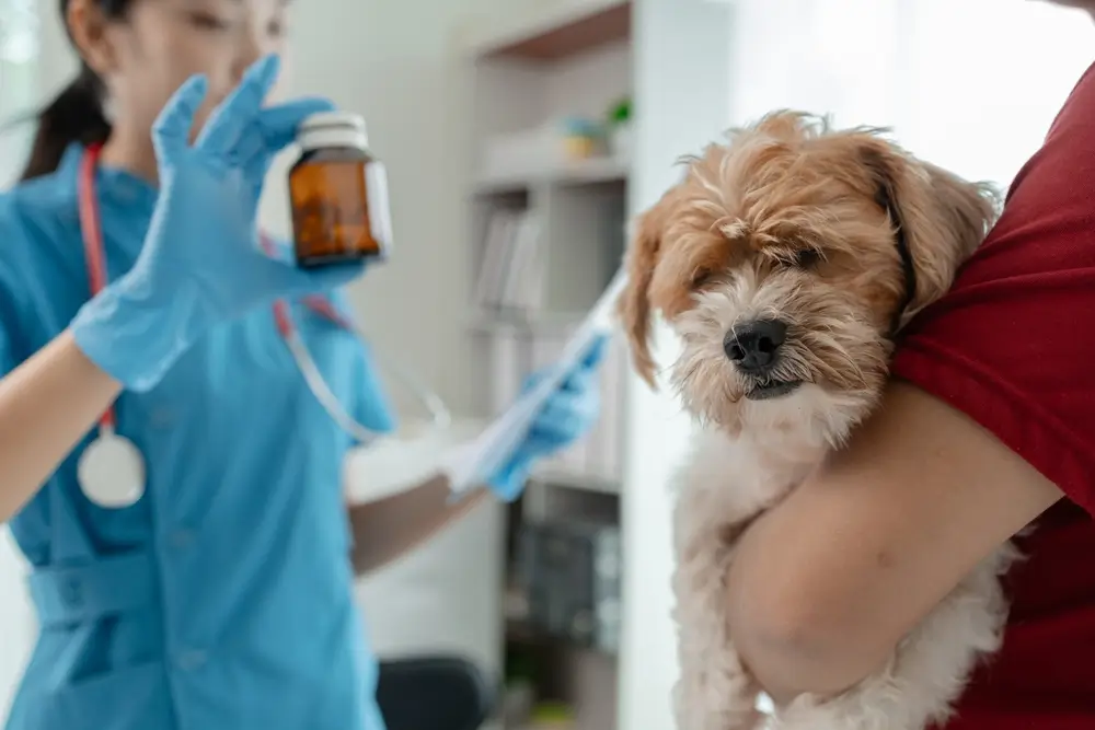 Vet explaining medication to dog owner