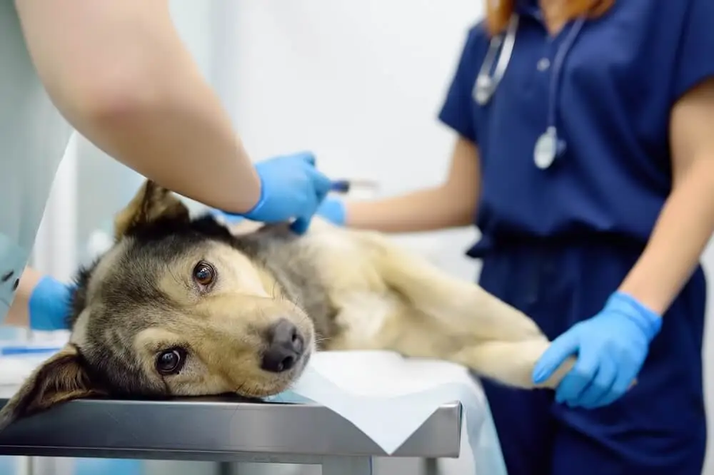 Veterinarians examines a sick dog in veterinary clinic