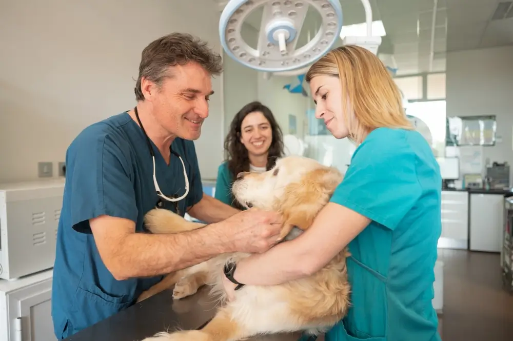 Veterinarians examining a golden retriever