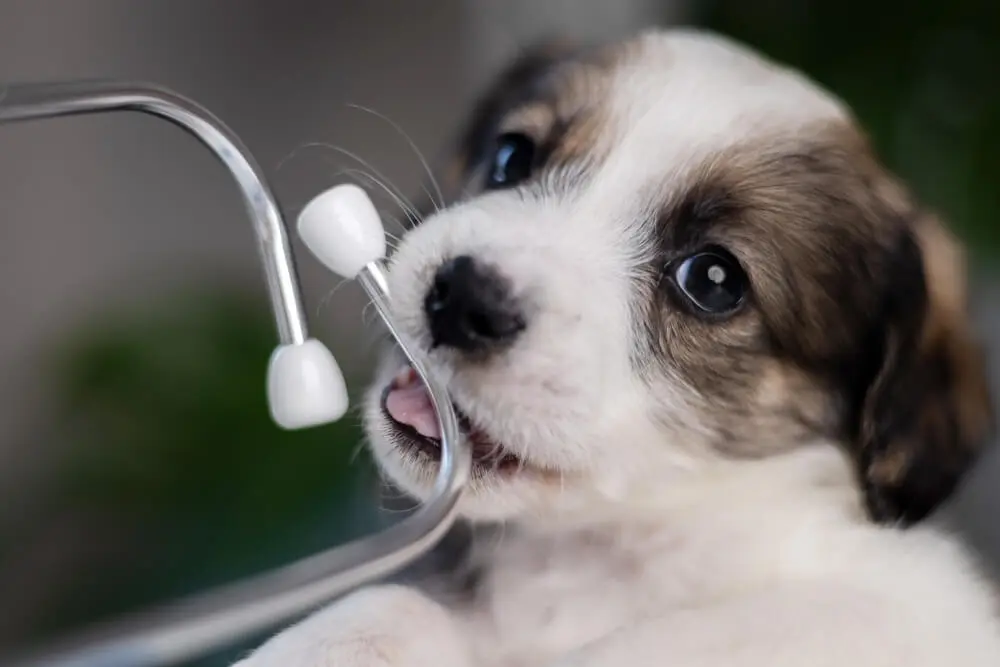 puppy at veterinary doctor with stethoscope