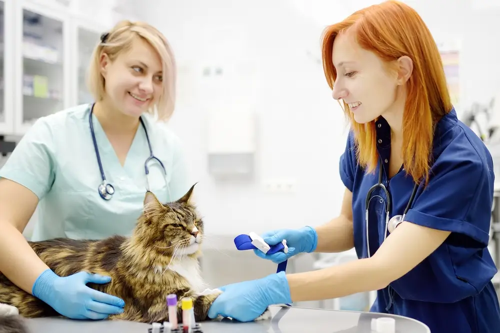 A Vet and a vet nurse take a blood test from a Maine Coon cat