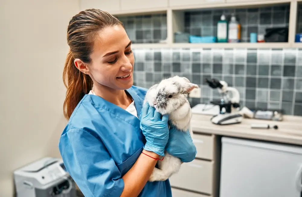 Female vet nurse with a rabbit