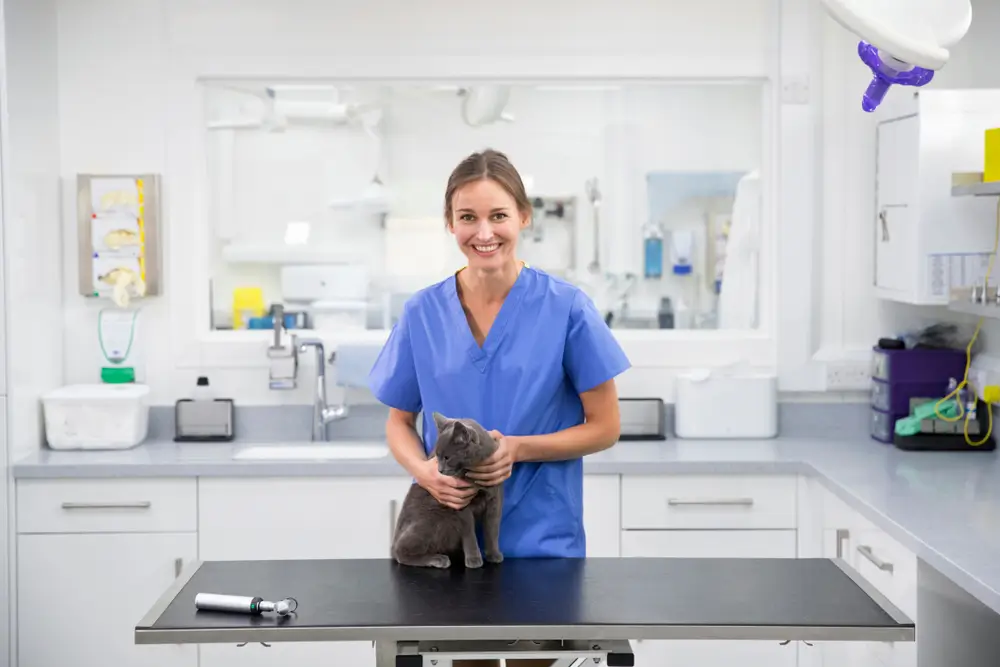 Vet nurse with pet cat on table in a clinic
