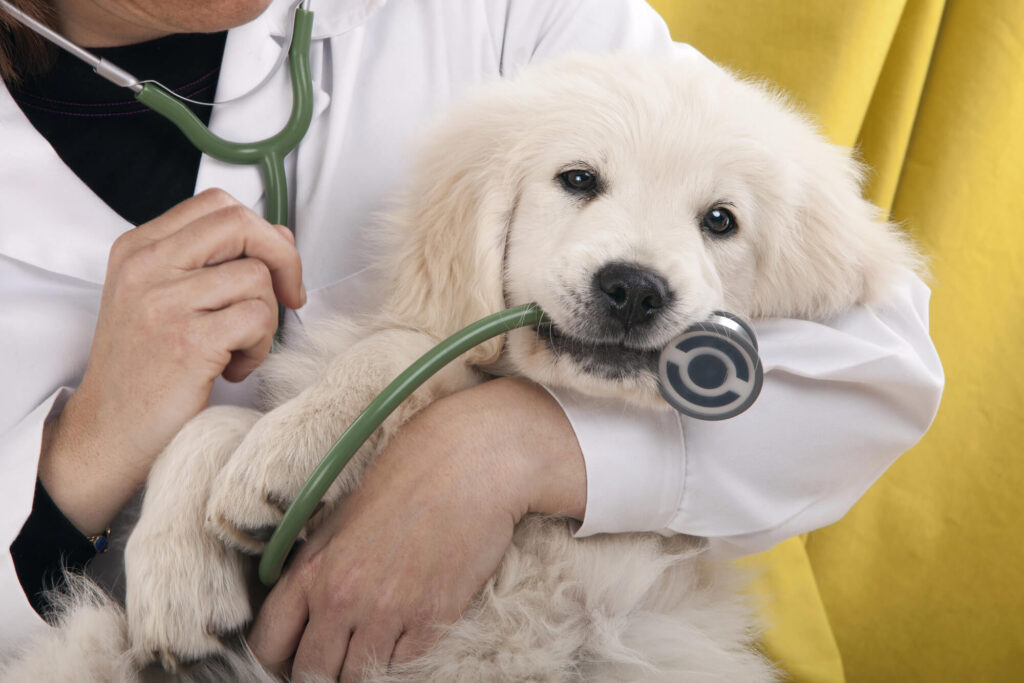 Fluffy puppy at its first year puppy care check up, illustrating puppy vet care Australia and the importance of flea and tick prevention for puppies in a new puppy vet guide.