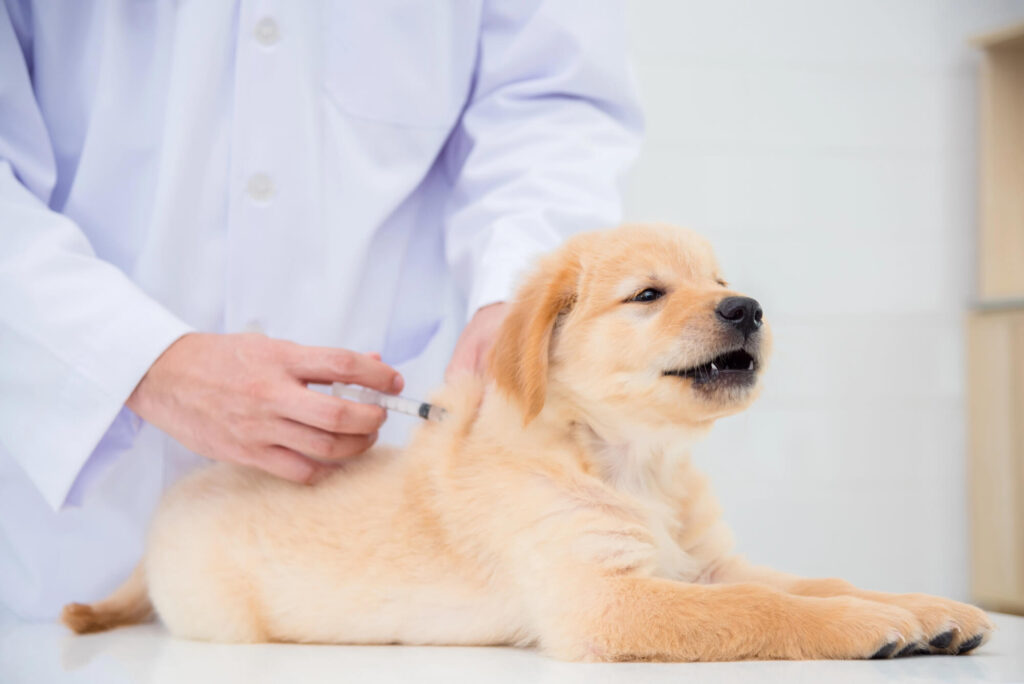 Golden puppy receiving an injection during its puppy first vet visit, supporting the new puppy vet guide on puppy vaccinations Australia and the recommended puppy vaccination schedule.