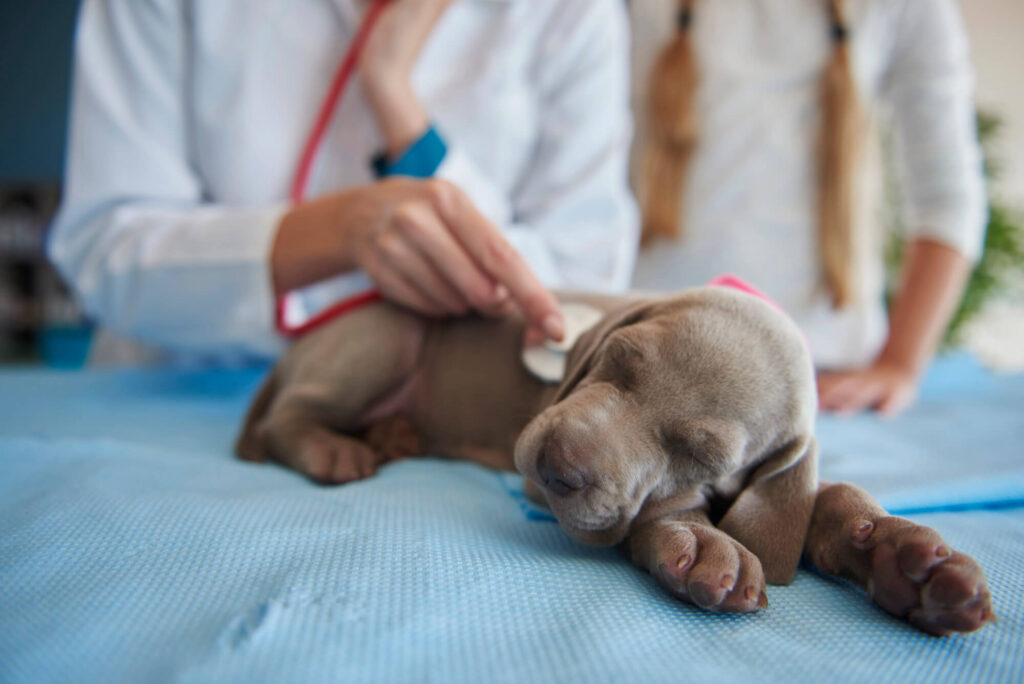 Vet checking a young puppy’s heartbeat during its puppy first vet visit, highlighting early health checks, puppy vaccination schedule advice, and first year puppy care in Australia.