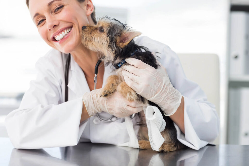 Independent vet comforting a small dog during its first year puppy care appointment, reinforcing the new puppy vet guide focus on puppy vet care Australia and ongoing flea and tick prevention for puppies.