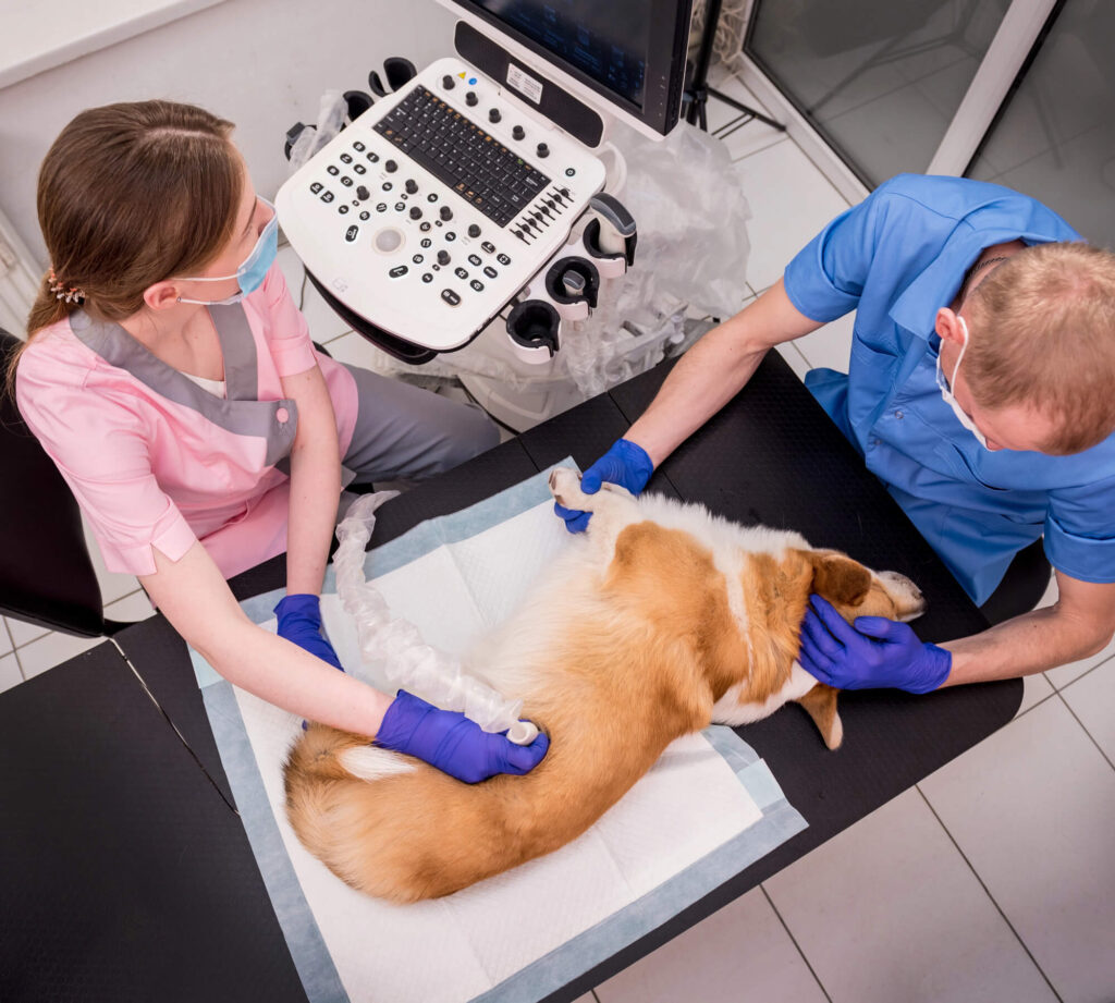 Vet examining a Corgi during an ultrasound diagnostic scan with two clinicians to highlight rising vet costs and the need for vet bill assistance Australia.