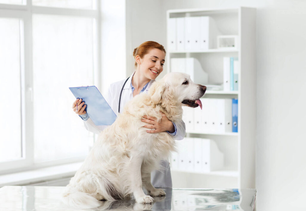 Independent vet clinic providing compassionate care for a golden retriever, helping owners navigate vet bills Australia and transparent pricing.