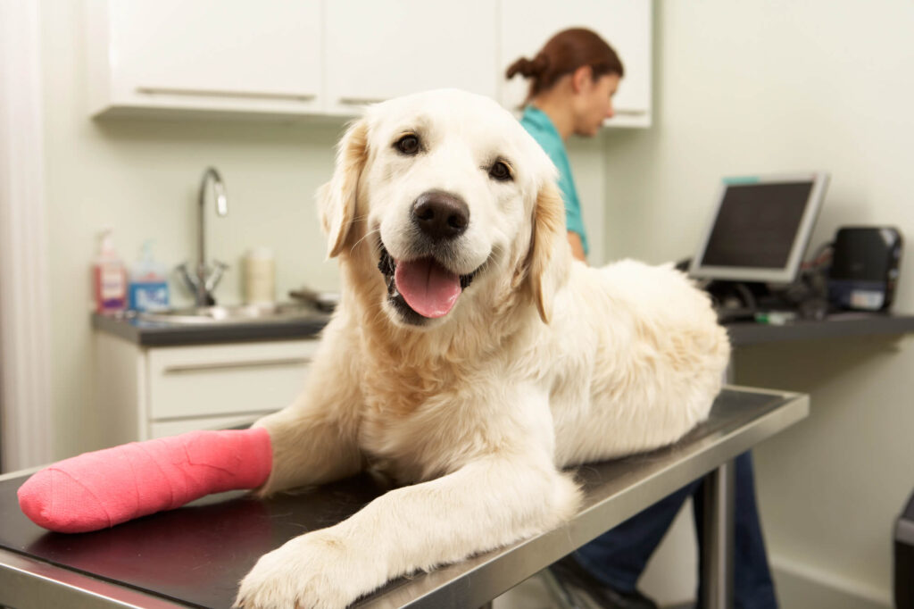 Golden retriever with a pink bandage at an independent vet clinic, highlighting the challenges of rising vet costs and need for vet bill assistance Australia.