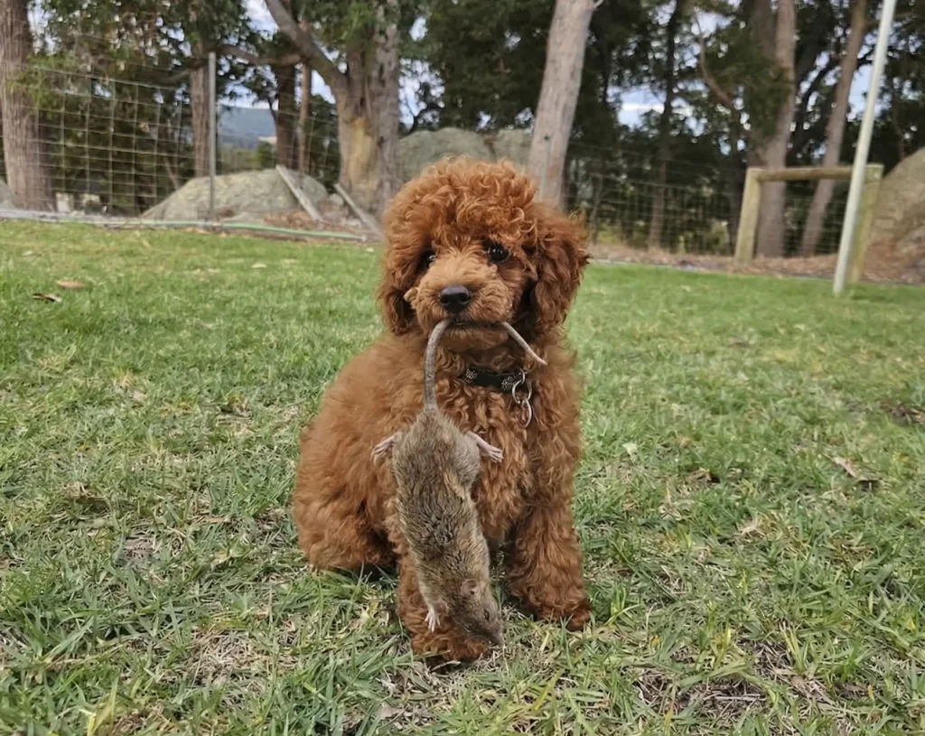 Greg and his mate the Rat