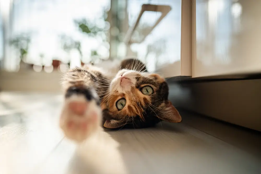 Lazy calico cat lying on the floor not catching a rat
