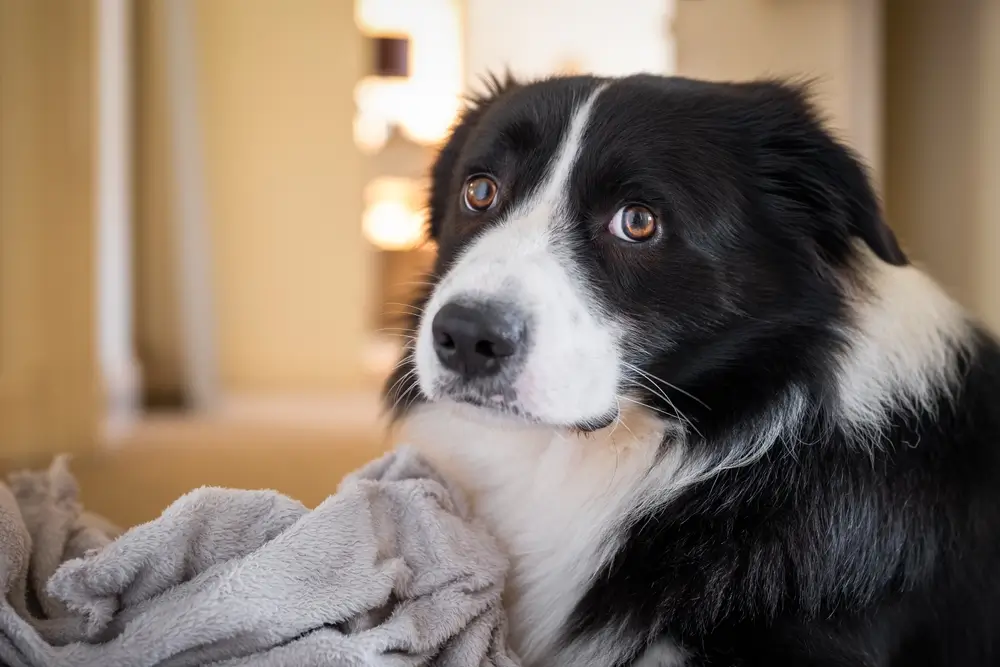 Border Collie male puppy with gray fluffy blanket