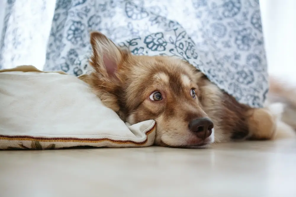 Closeup of an anxious dog checking out the situation