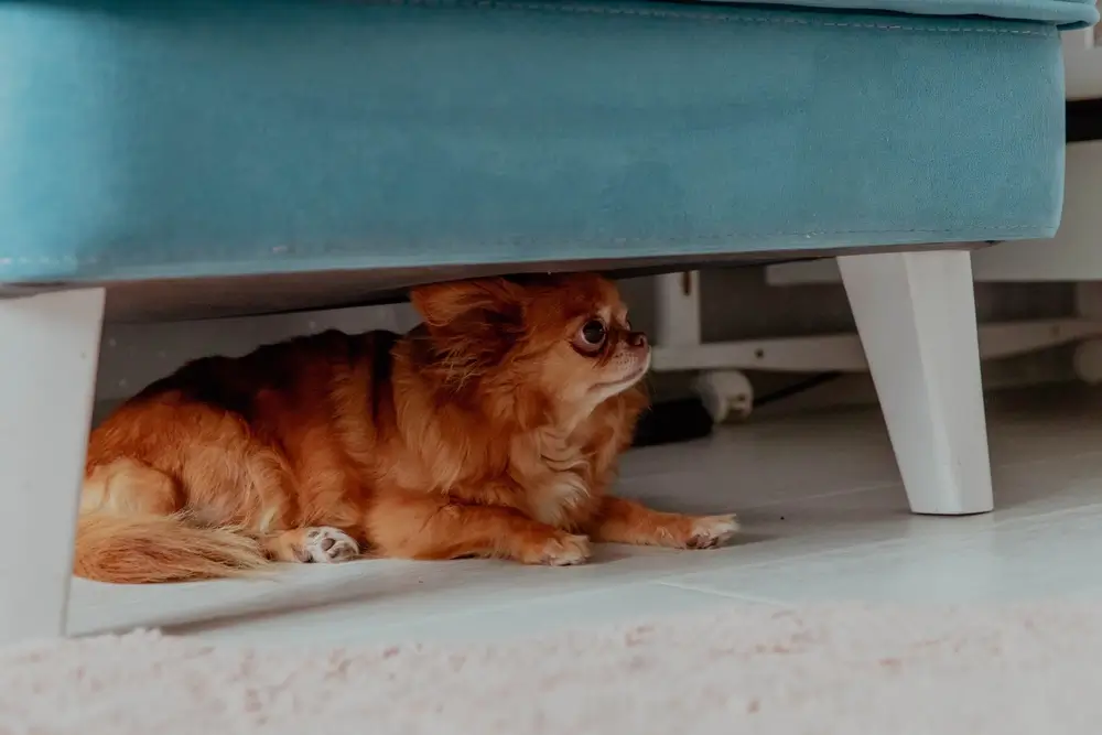 chihuahua under the chair is afraid