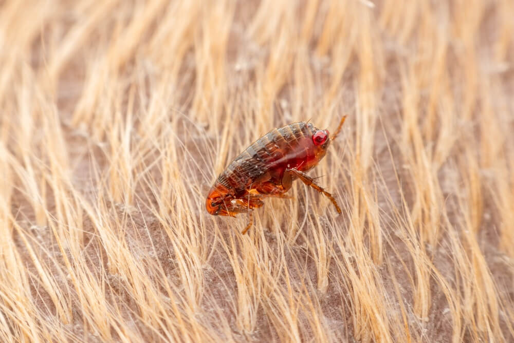 A high-quality macro close-up of a common flea crawling through the light-colored fur of a pet dog