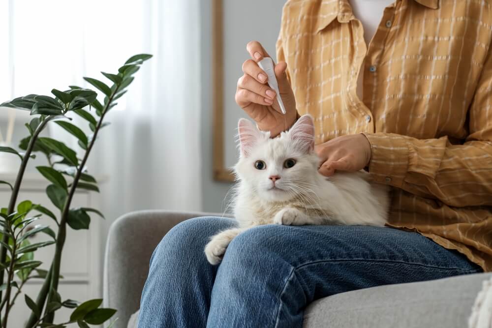 Young woman applying spot-on parasite treatment to cats neck at home