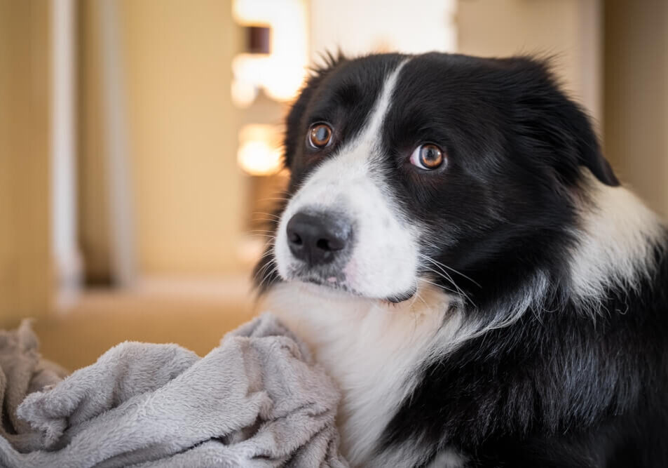Border Collie male puppy with gray fluffy blanket