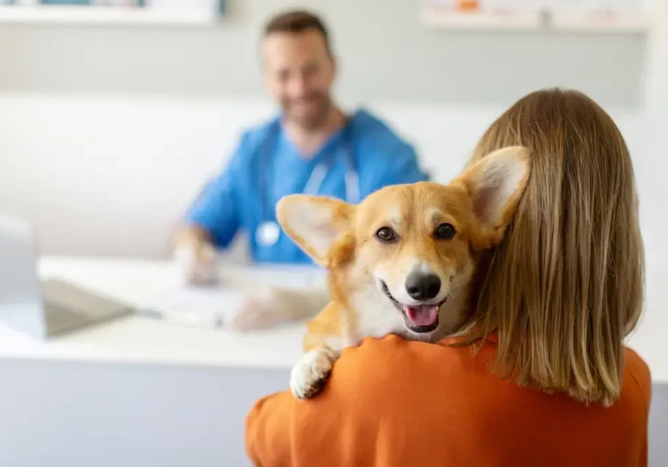 Corgi at vet clinic owner paying the bill