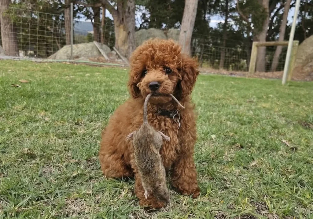 Greg and his mate the Rat