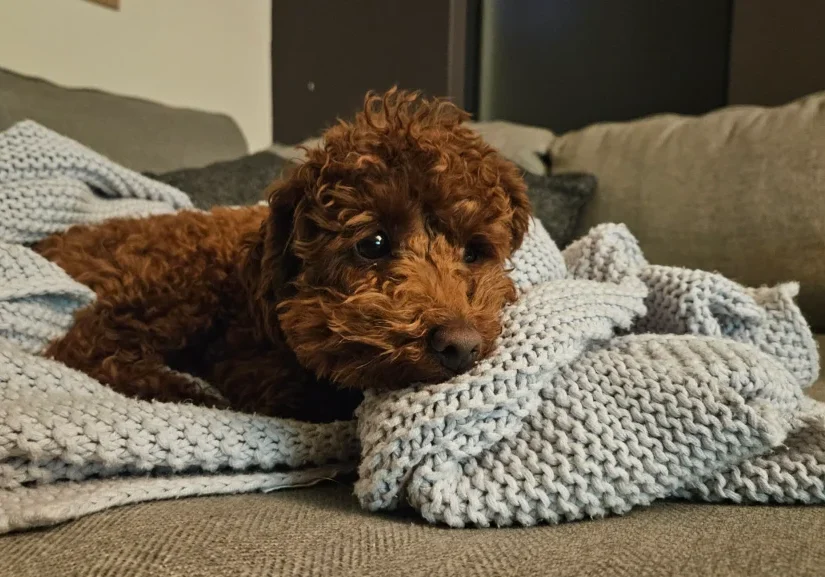 Greg on a blanket looking concerned