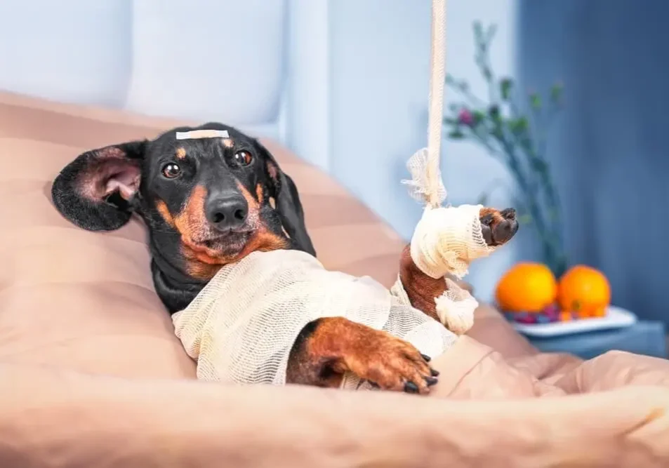 Sick Dachshund in a hospital bed