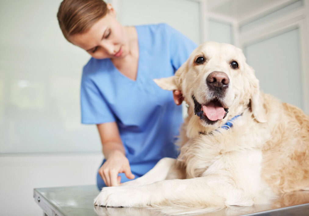 Golden retriever receiving a check up at an independent vet clinic offering transparent vet pricing and support for help with vet bills Australia.