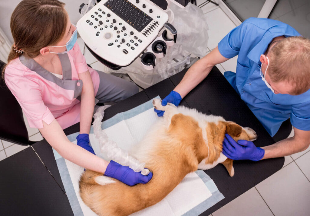 Vet examining a Corgi during an ultrasound diagnostic scan with two clinicians to highlight rising vet costs and the need for vet bill assistance Australia.